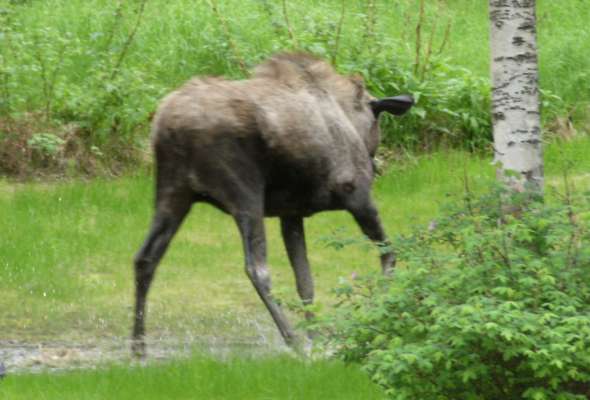 Moose In Pond 1